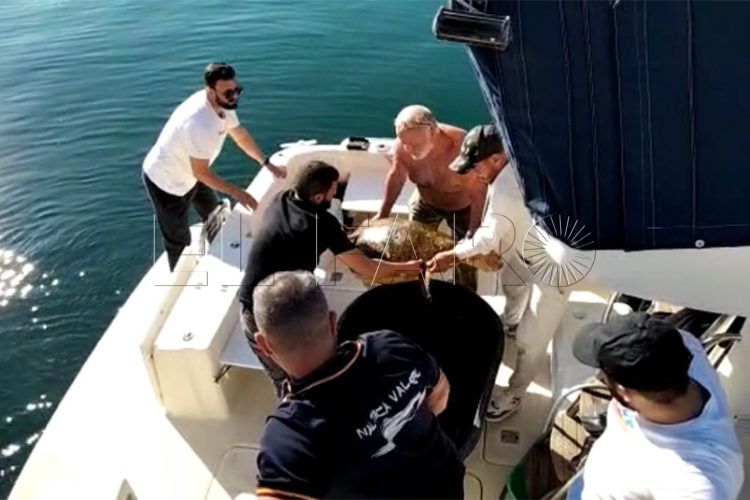 valero-cecam-rescate-tortuga