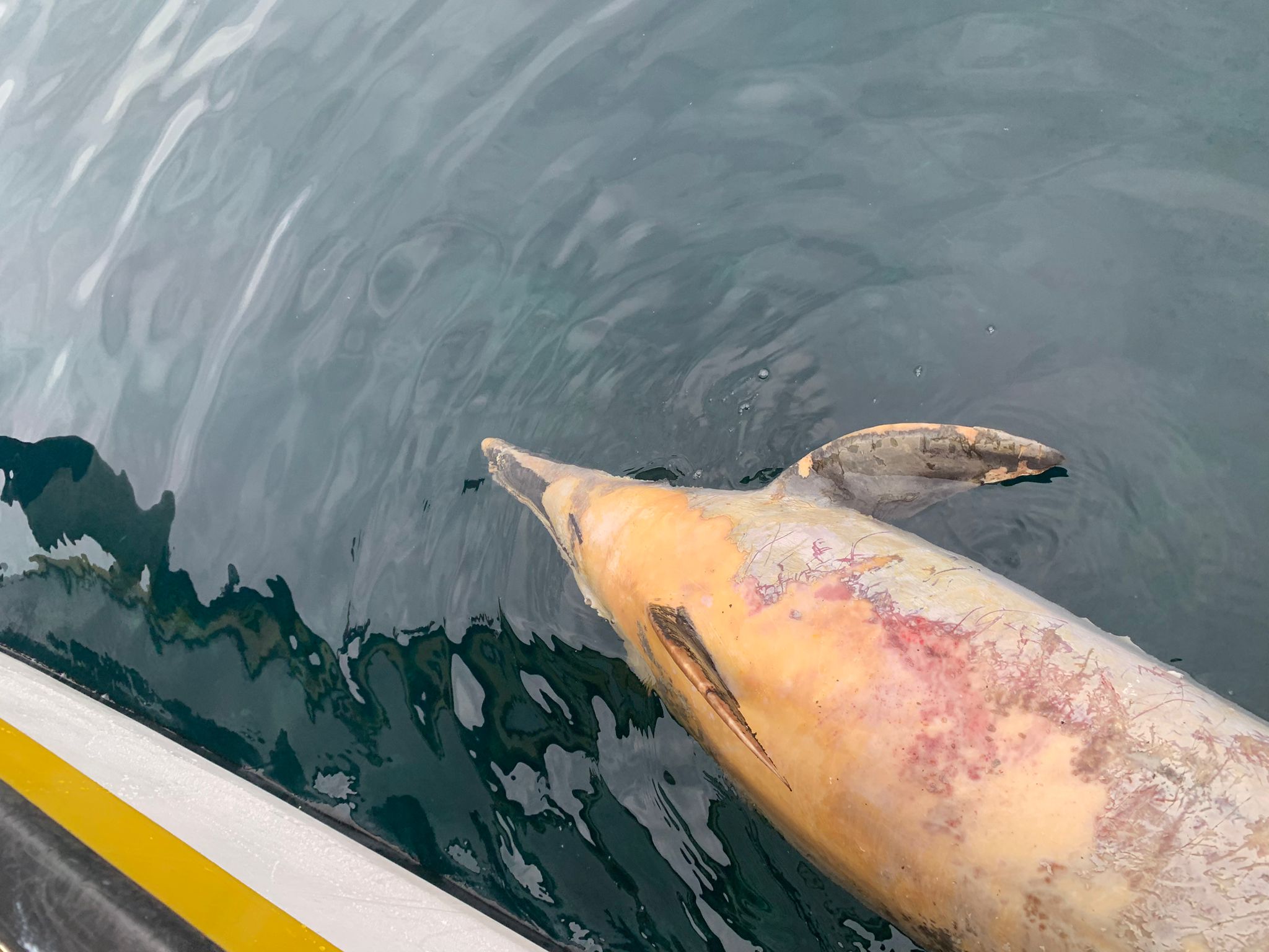delfin-muerto-sarchal-1
