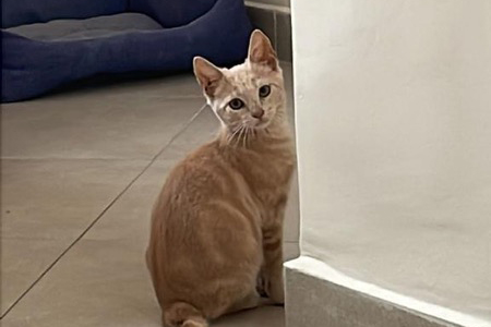 gato-bambu-001