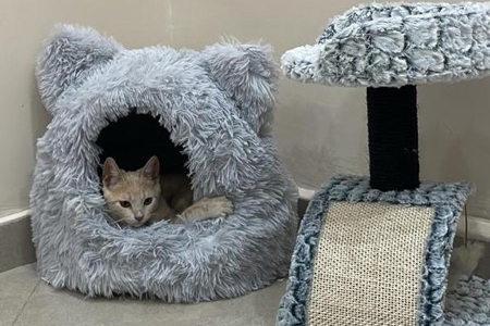 gato-bambu-002