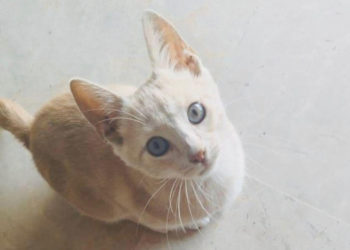 gato-bambu-003