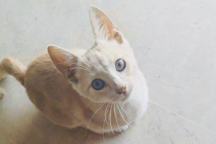 gato-bambu-003