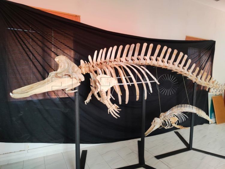 gigantes-mar-convertira-ceuta-museo-002