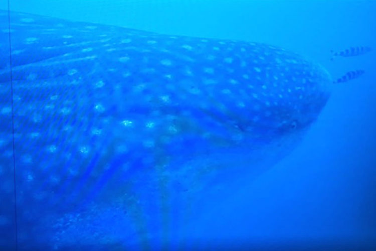 liberado-tiburon-ballena-pez-mas-grande-mundo