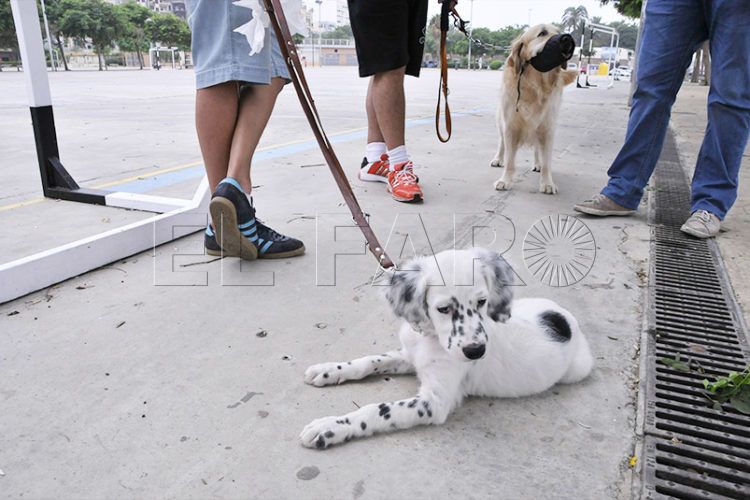mascota