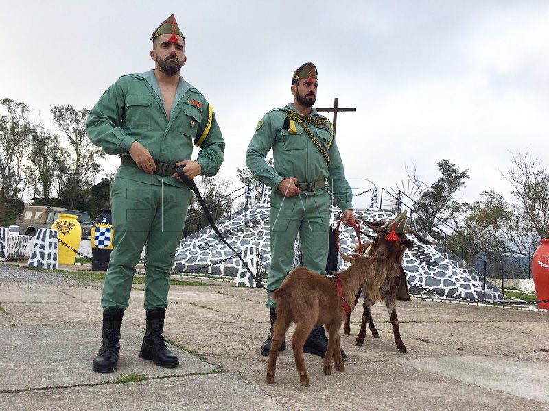 mascotas-legion-regulares