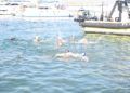natacion-travesia-nado-2022-003