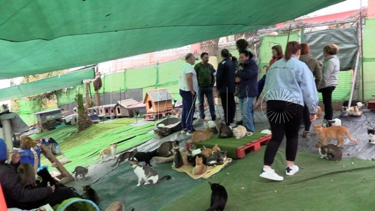 sanidad-poncio-pilatos-colonia-gatos-poligono-amenazada-agrevice-010