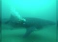 tiburon-ballena-007