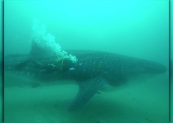 tiburon-ballena-007
