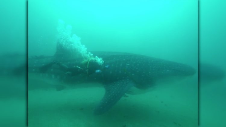 tiburon-ballena-007