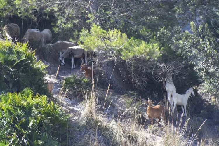 cabras-polvorin-betel