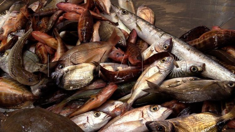 pescado