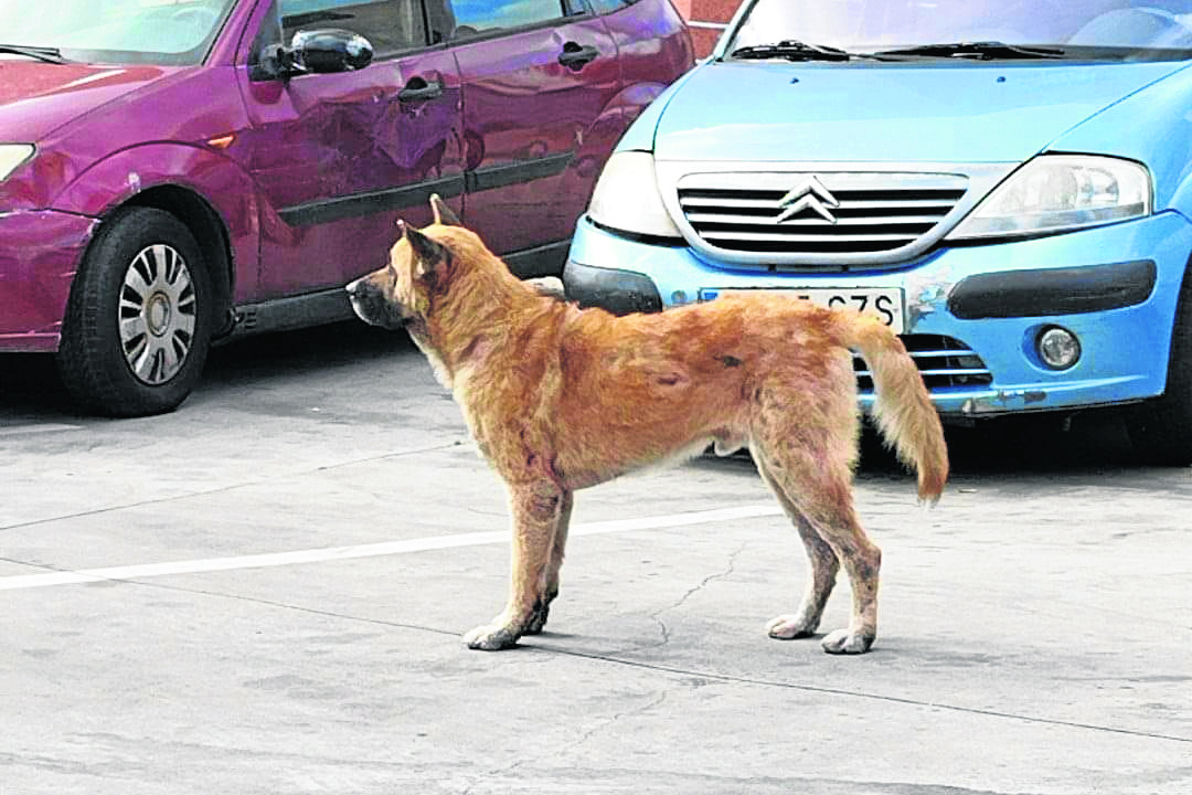 perro-abandonado-principe-2