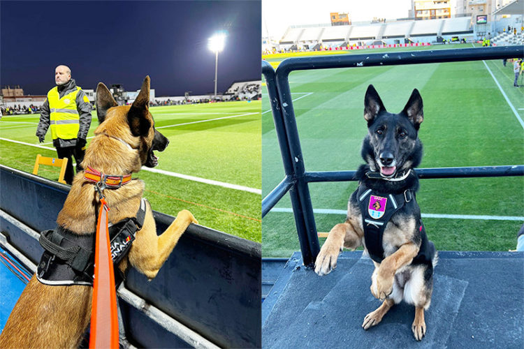 perros-policia-brull-lili