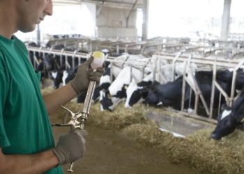 vacas-ganado-bovino-marruecos