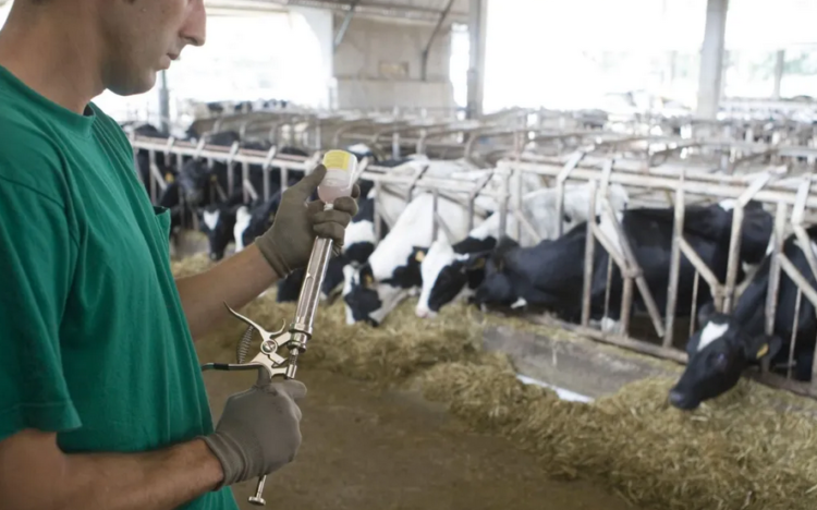 vacas-ganado-bovino-marruecos