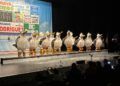 chirigota-mecagoento-carnaval-coac-2023-003