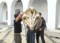 esqueleto-zifio-cuvier-campus-proyecto-gigantes-mar-004