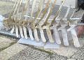 esqueleto-zifio-cuvier-campus-proyecto-gigantes-mar-010