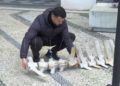 esqueleto-zifio-cuvier-campus-proyecto-gigantes-mar-018