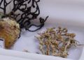 estudio-biodiversidad-marina-museo-mar-007