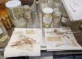 estudio-biodiversidad-marina-museo-mar-016