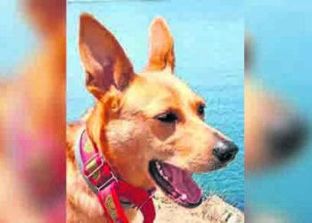perro-colaboracion-canonazo