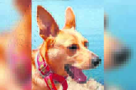perro-colaboracion-canonazo