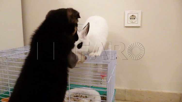 shakira-busca-nuevo-hogar-recuperar-movilidad-patas-011