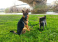 vera-venus-perros-adotados-barcelona-001