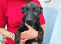 cachorros-trufa-buscan-adopcion-1