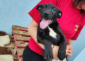 cachorros-trufa-buscan-adopcion-2