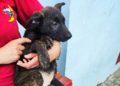 cachorros-trufa-buscan-adopcion-3