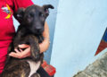 cachorros-trufa-buscan-adopcion-4