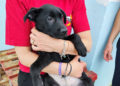 cachorros-trufa-buscan-adopcion-5
