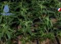camiones-hachis-marihuana-marruecos-018