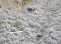 excrementos-perro-playa-002