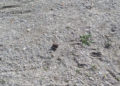 excrementos-perro-playa-004