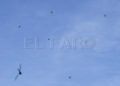 libelulas-002