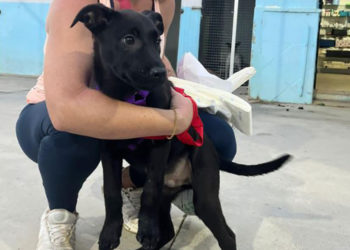 zeus-cachorro-trufa