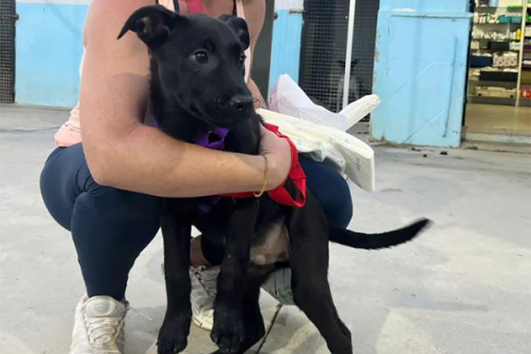 zeus-cachorro-trufa