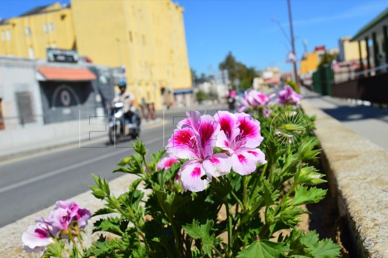 flores-parques-jardines-tragsa-001