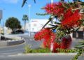 flores-parques-jardines-tragsa-003