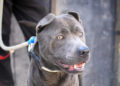 paseos-perros-voluntarios-protectora-animales-1