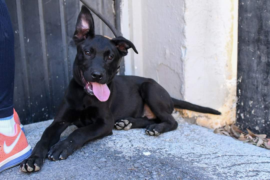 paseos-perros-voluntarios-protectora-animales-2