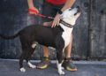 paseos-perros-voluntarios-protectora-animales-3