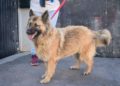 paseos-perros-voluntarios-protectora-animales-5