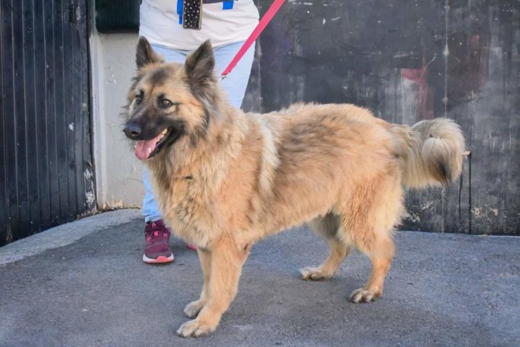 paseos-perros-voluntarios-protectora-animales-5