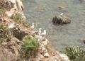 gaviotas-adouin-anidar-incordio-cabra